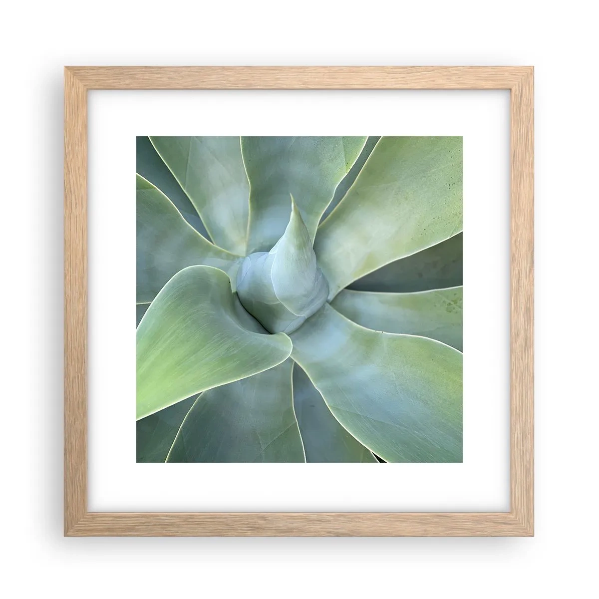 Plakat w ramie jasny dąb - Narodziny zieleni - 30x30 cm