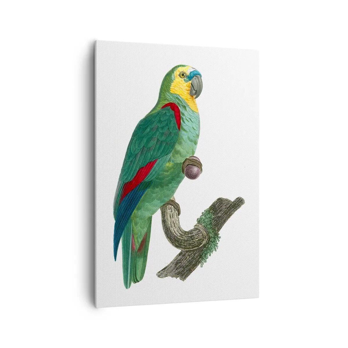 Obraz na płótnie - Kolorowa ilustracja papugi siedzącej na gałęzi na jasnym tle - 70x100cm - Papuzi portret - Nowoczesna dekoracja ścienna do salonu i sypialni ARTTOR