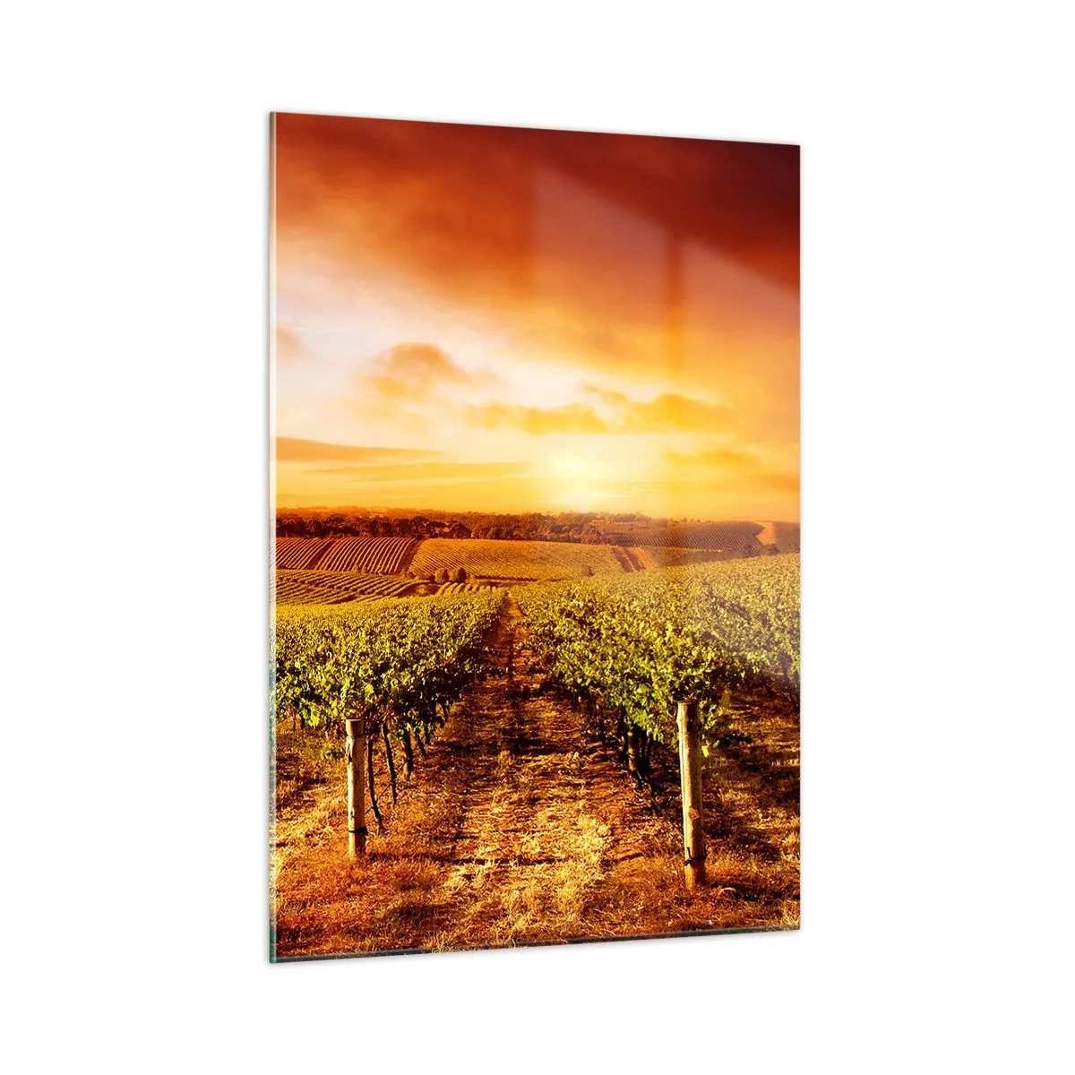 Obraz na szkle - Winorośla na polu o zachodzie słońca - 50x70cm - Delikatnie owocowe z nutą słońca - Nowoczesna dekoracja ścienna do salonu, kuchni i sypialni ARTTOR