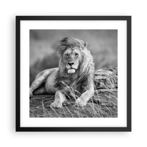 Plakat w czarnej ramie - Królewska sjesta - 40x40 cm