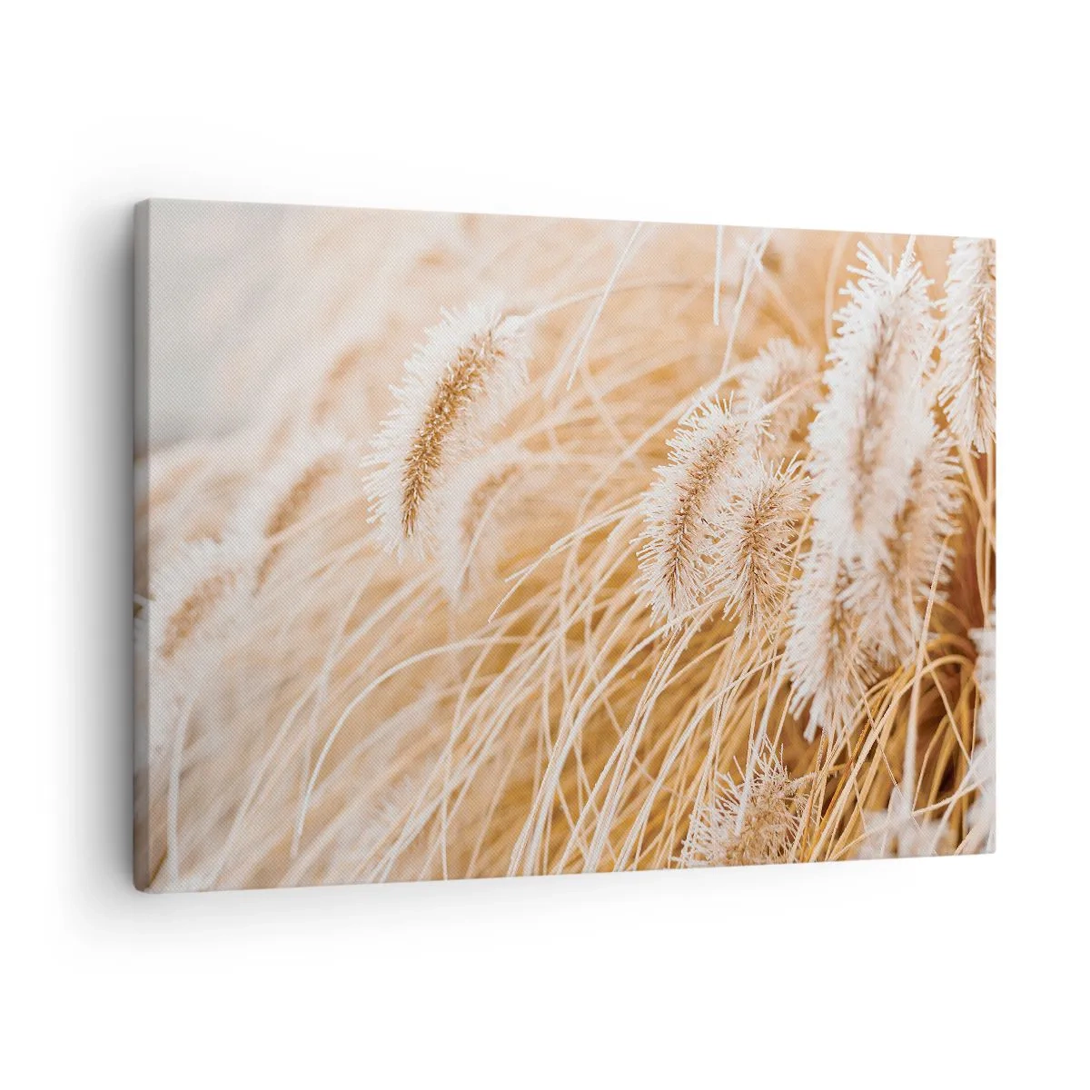 Obraz na płótnie - Zbliżenie na złote, delikatne trawy w promieniach słońca - 70x50cm - Złoty szelest traw - Nowoczesna dekoracja ścienna do salonu i sypialni ARTTOR