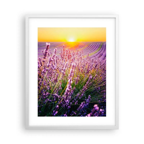 Plakat w białej ramie - Pachnący łan - 40x50 cm