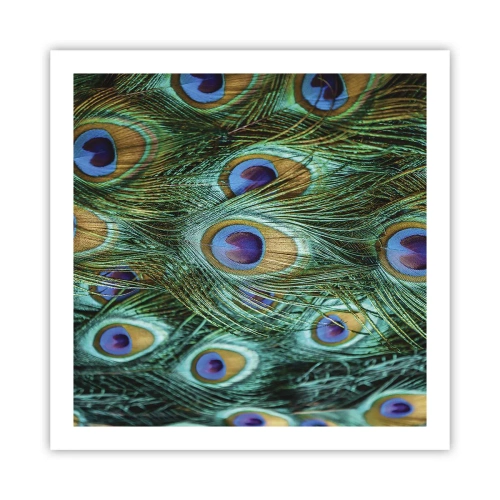 Plakat - Pawiookie spojrzenie - 60x60 cm