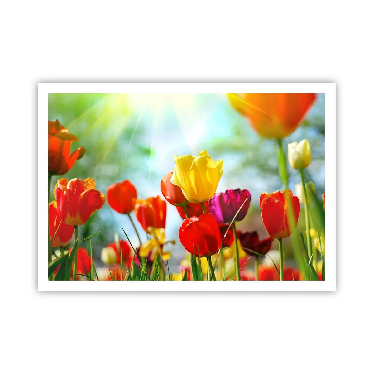 Plakat - Kolorowe tulipany w promieniach słońca - 100x70cm - Wszystkie barwy słońca - Nowoczesna dekoracja ścienna do salonu i sypialni ARTTOR