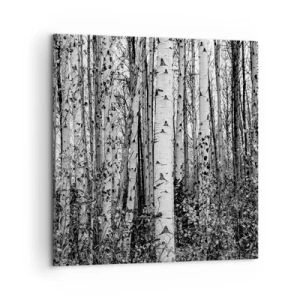 Obraz na płótnie - Brzozowa kolumnada - 50x50 cm