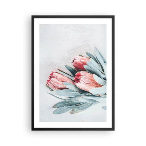 Plakat w czarnej ramie - Subtelna kompozycja kwiatów protea na jasnym tle - 50x70cm - Zawstydzone własną urodą - Nowoczesna dekoracja ścienna do salonu i sypialni ARTTOR