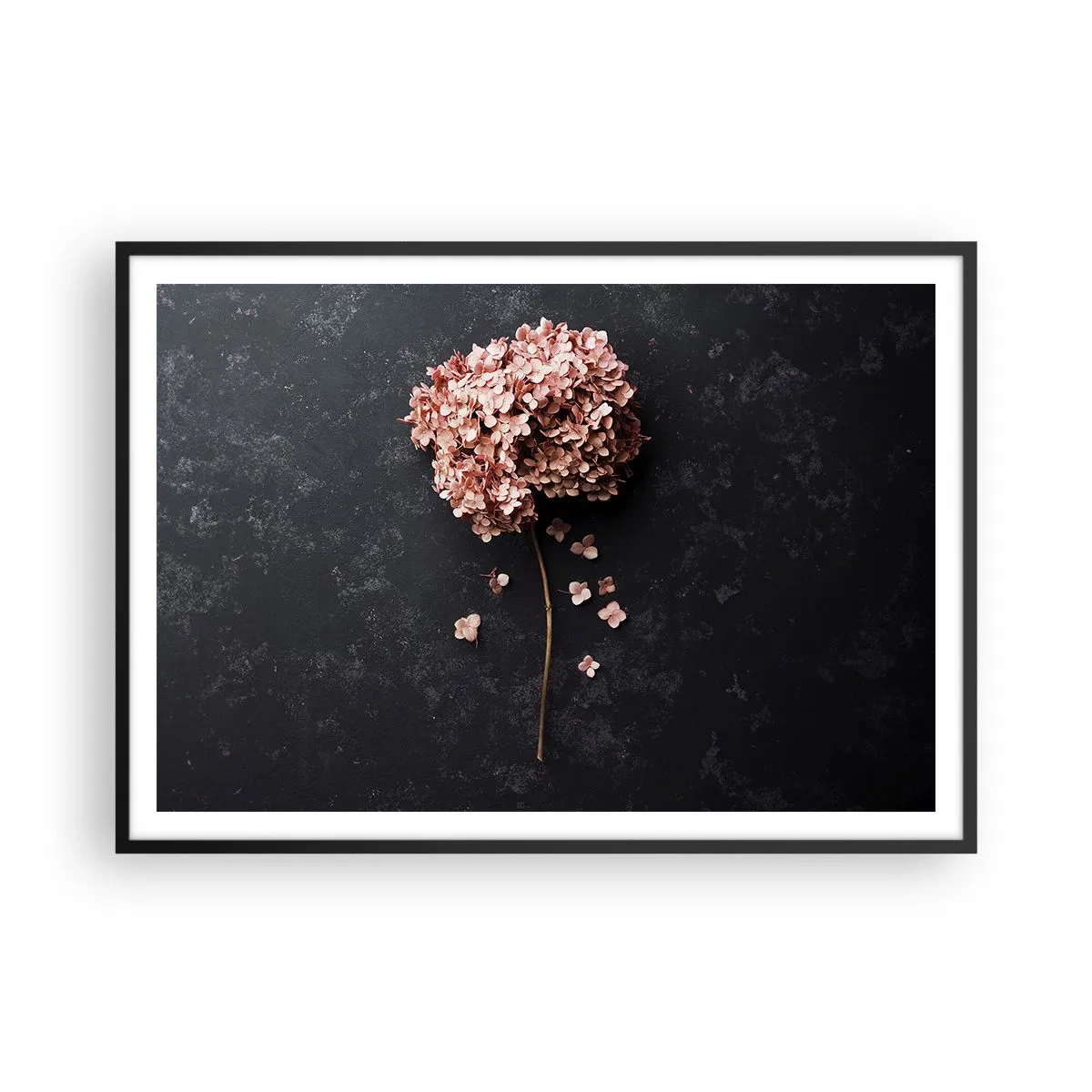 Plakat w czarnej ramie - Delikatny kwiat hortensji na ciemnym tle - 100x70cm - Prawdziwie romantyczny znak - Nowoczesna dekoracja ścienna do salonu i sypialni ARTTOR