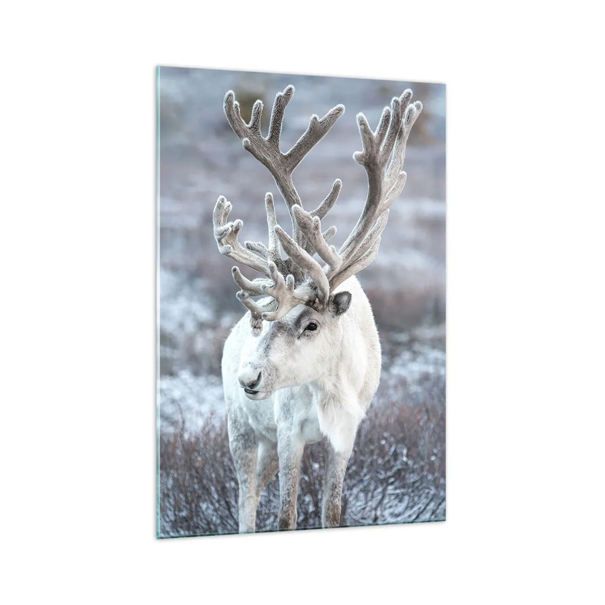 Obraz na szkle - Biały renifer na tle zimowego krajobrazu - 70x100cm - Portret w słońcu - Nowoczesna dekoracja ścienna do salonu i sypialni ARTTOR