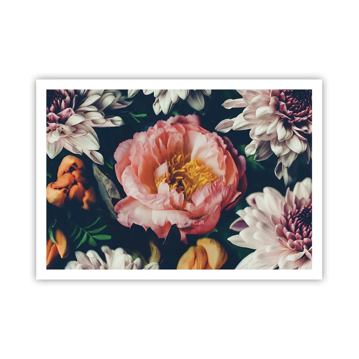 Plakat - Kwiatowa kompozycja z piwonią i chryzantemami na ciemnym tle - 100x70cm - Z barokowym przepychem - Nowoczesna dekoracja ścienna do salonu i sypialni ARTTOR