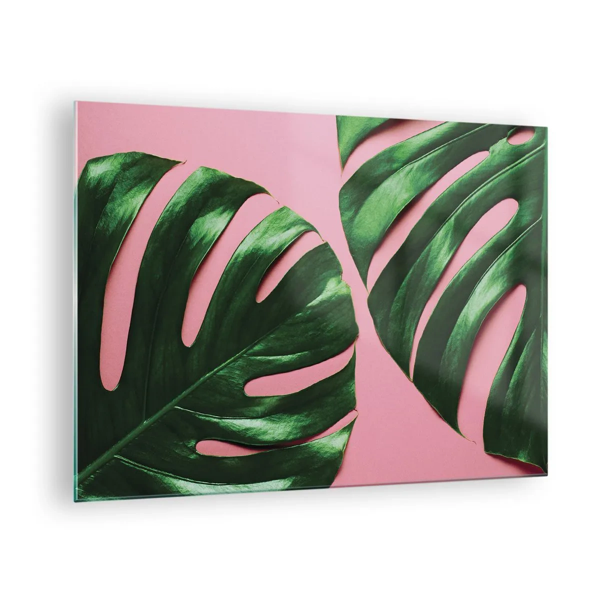 Obraz na szkle - Zielone liście monstery na różowym tle - 70x50cm - Zielone rendez-vous - Nowoczesna dekoracja ścienna do salonu i sypialni ARTTOR
