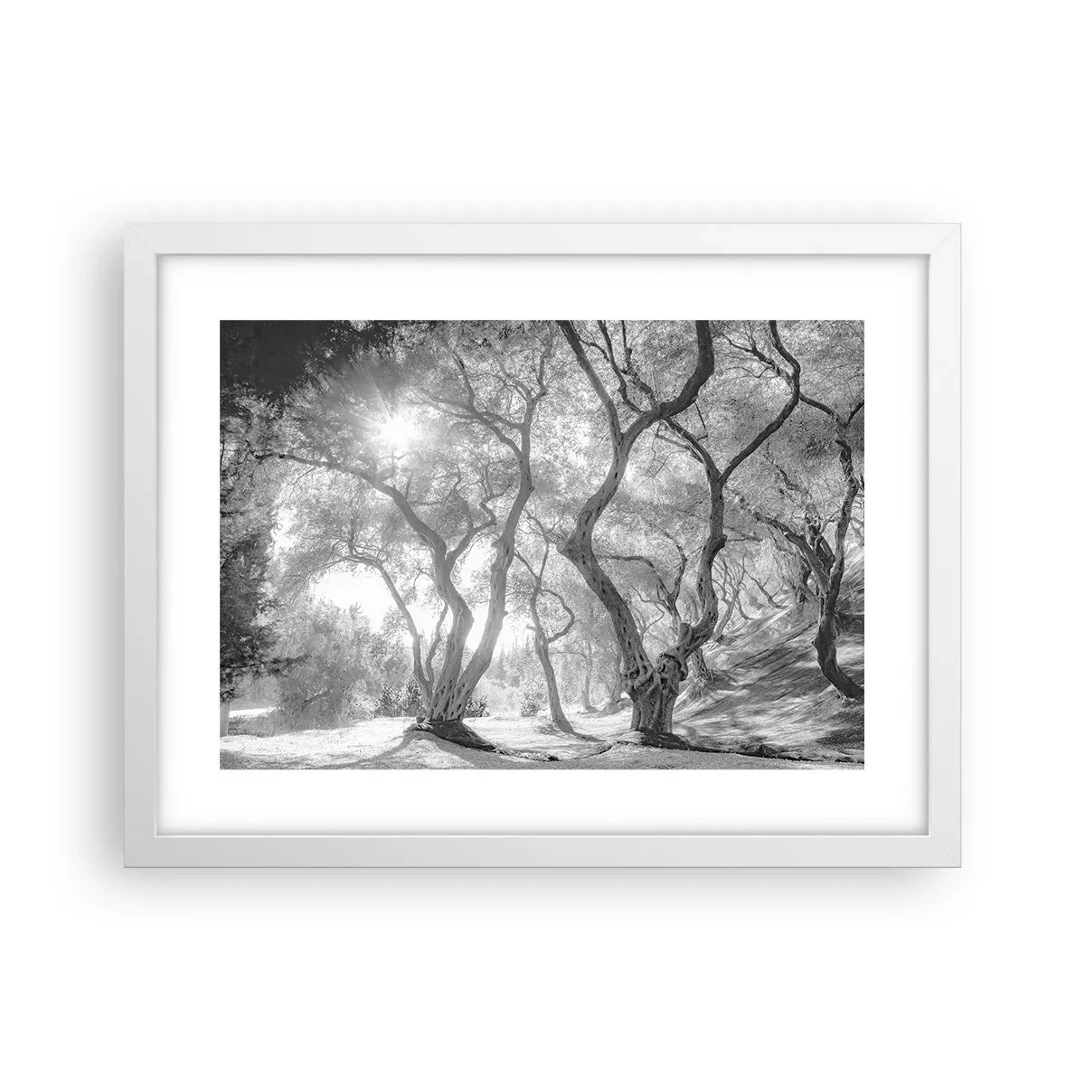 Plakat w białej ramie - W oliwnym gaju - 40x30 cm