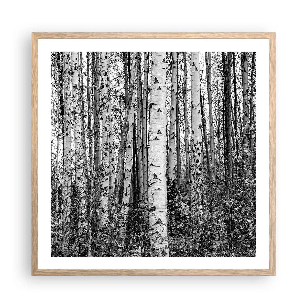 Plakat w ramie jasny dąb - Brzozowa kolumnada - 60x60 cm