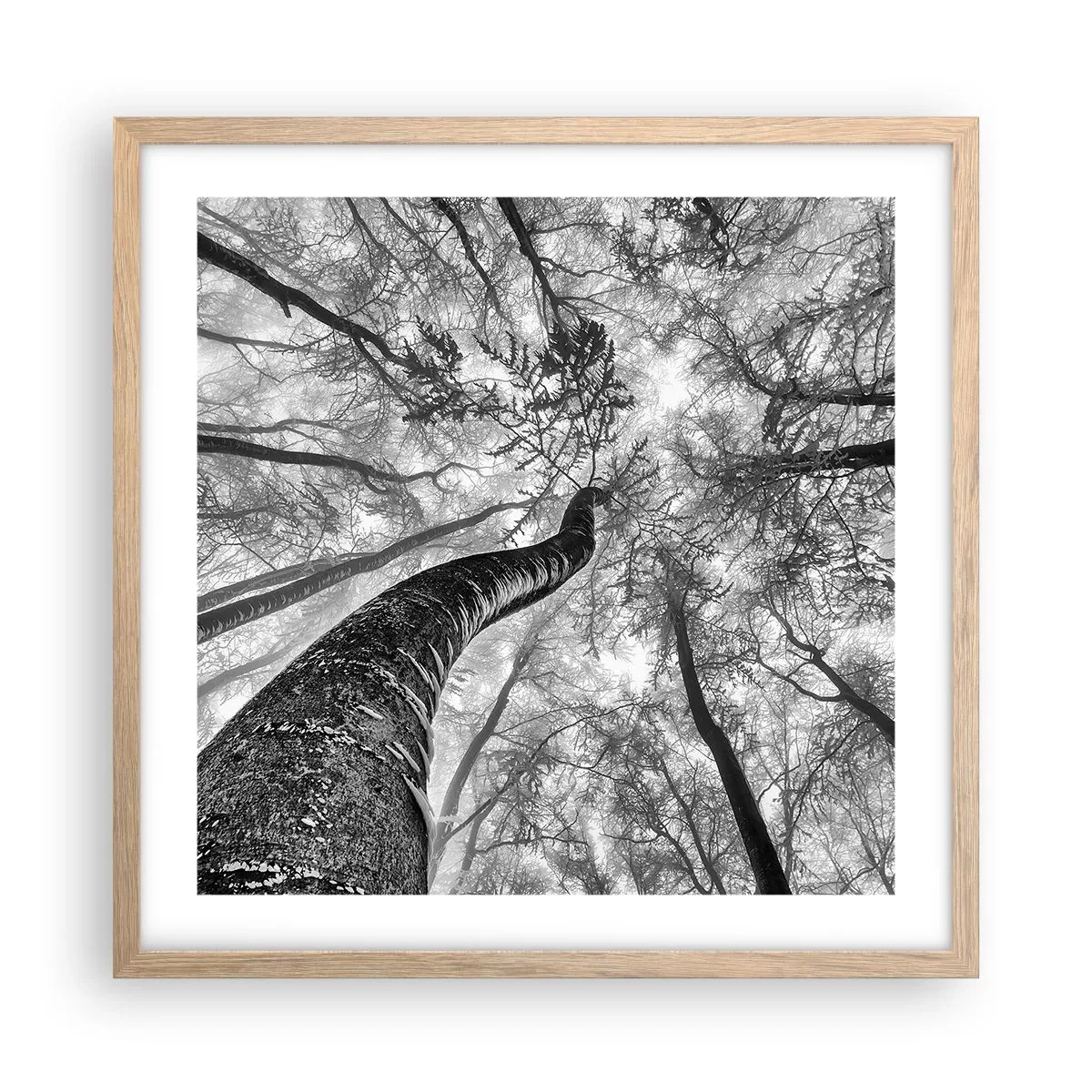 Plakat w ramie jasny dąb - Wyścig do światła - 50x50 cm