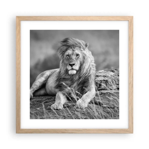 Plakat w ramie jasny dąb - Królewska sjesta - 40x40 cm