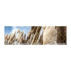 Fototapeta Próbka Standard Eco - Słoneczna i wietrzna pieszczota - Trawa Pampasowa, Natura, Boho - 100x30 cm