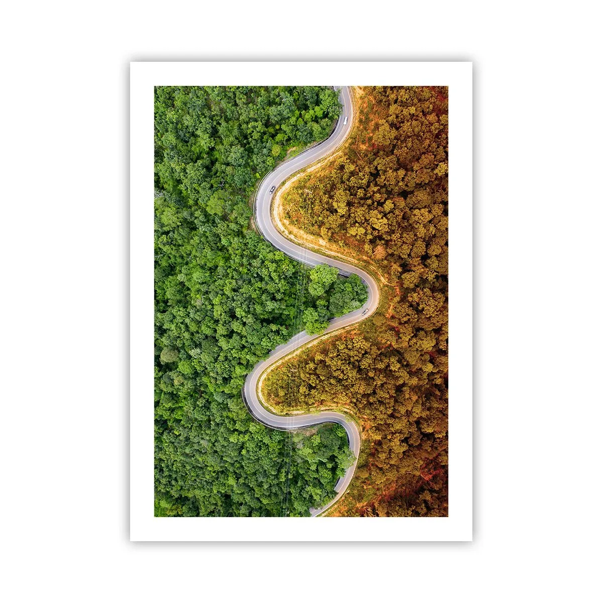 Plakat - Droga wijąca się przez las podzielony na zieloną i jesienną część - 50x70cm - Granice i przełomy - Nowoczesna dekoracja ścienna do salonu, kuchni i sypialni ARTTOR