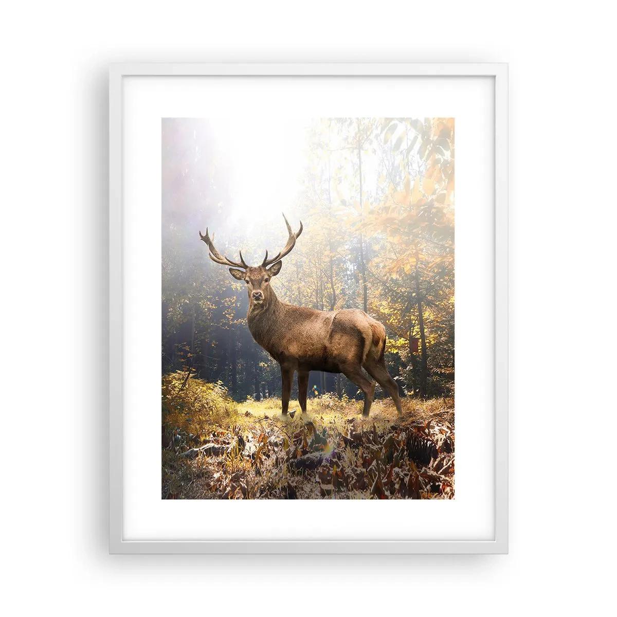 Plakat w białej ramie - W pełnym majestacie - 40x50 cm