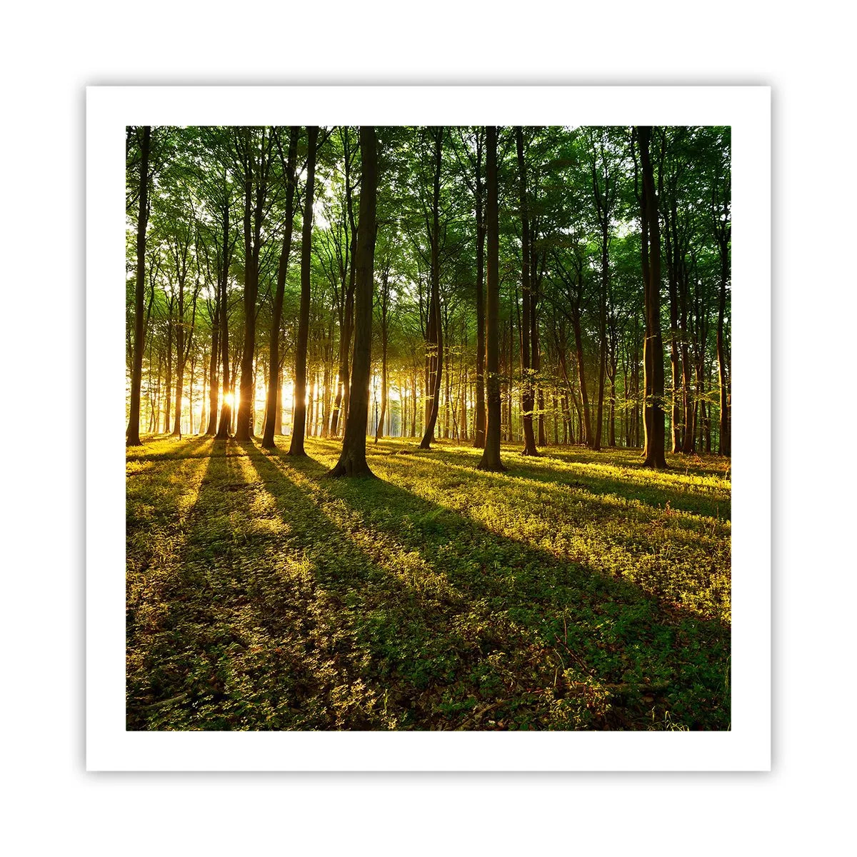 Plakat - Fotografia wszystkich wiosen - 60x60 cm