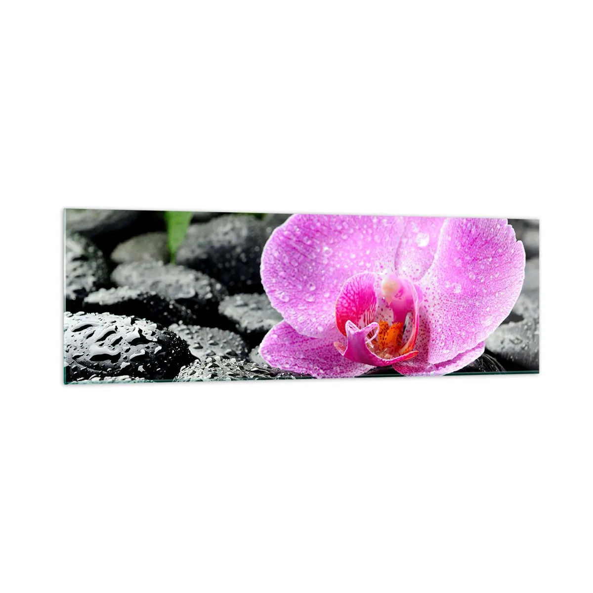 Obraz na szkle - Różowa orchidea na mokrych czarnych kamieniach z zielonymi liśćmi - 160x50cm - Jak otwarte serce - Nowoczesna dekoracja ścienna do salonu i sypialni ARTTOR
