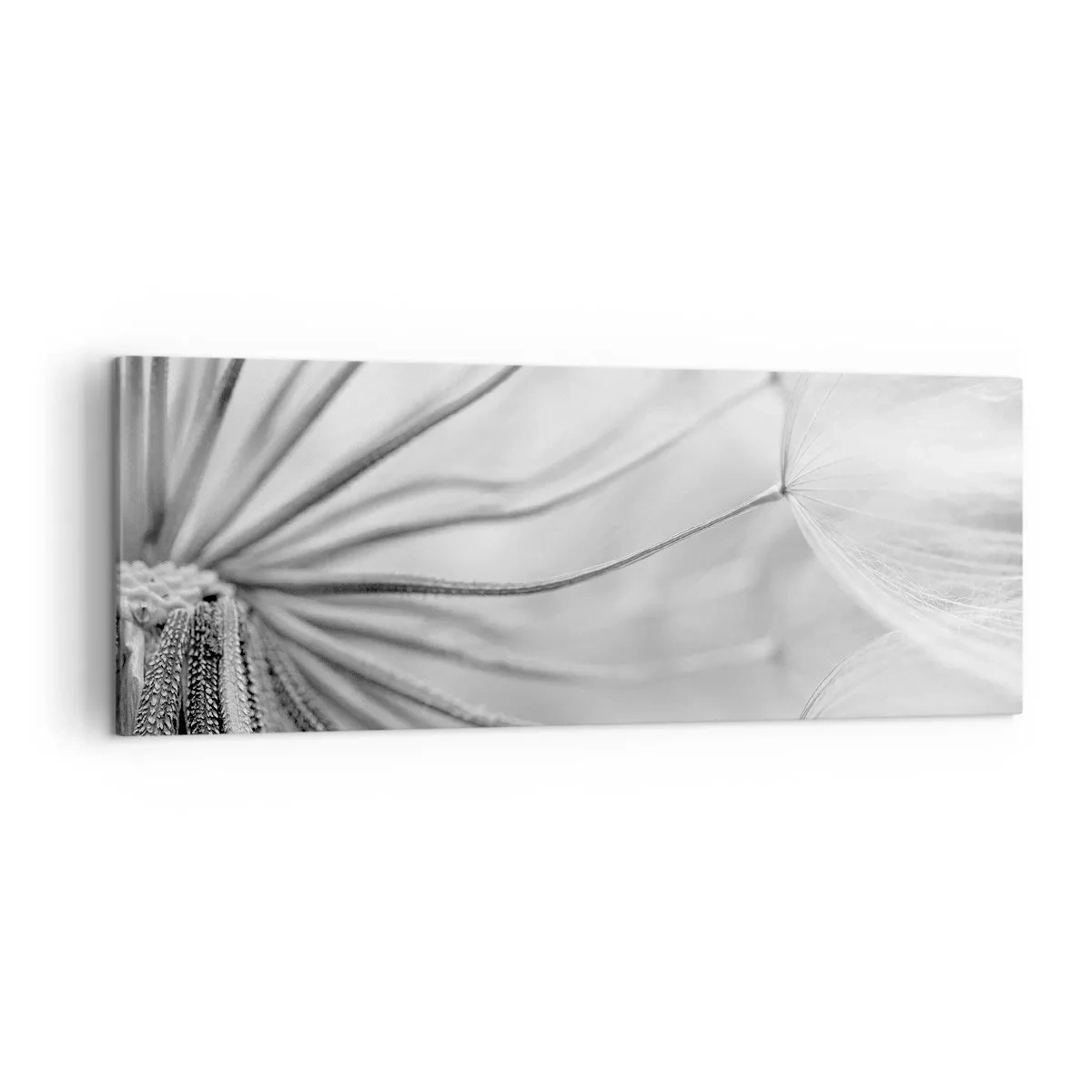 Obraz na płótnie - Delikatne dmuchawce w czarno-białej tonacji - 140x50cm - Dmuchawce, latawce - Nowoczesna dekoracja ścienna do salonu i sypialni ARTTOR