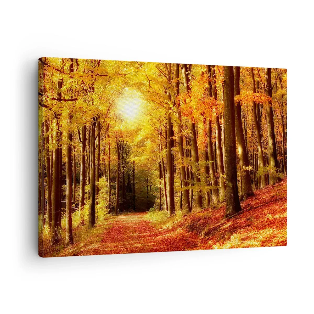 Obraz na płótnie - Jesienny las z promieniami słońca przebijającymi przez drzewa - 70x50cm - Złota jesień na leśnej drodze - Nowoczesna dekoracja ścienna do salonu i sypialni ARTTOR