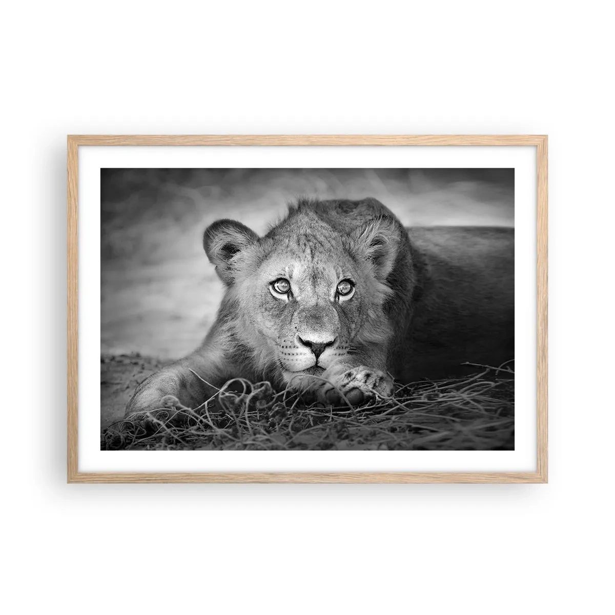 Plakat w ramie jasny dąb - Królewskie szczenię - 70x50 cm
