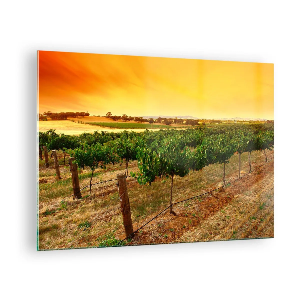 Obraz na szkle - Winorośl w ciepłym świetle zachodzącego słońca - 70x50cm - Napić się słońca - Nowoczesna dekoracja ścienna do salonu i sypialni ARTTOR