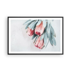 Plakat w czarnej ramie - Zawstydzone własną urodą - 91x61 cm