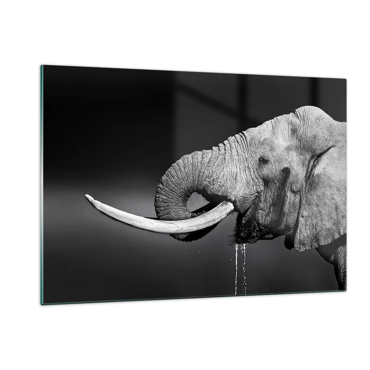 Obraz na szkle - Czarno-biały portret słonia z trąbą - 120x80cm - Tak, teraz dobrze - Nowoczesna dekoracja ścienna do salonu, kuchni i sypialni ARTTOR