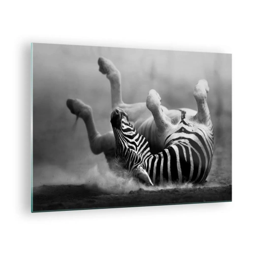 Obraz na szkle - Zebra w leżącej pozie na afrykańskiej sawannie - 70x50cm - Nie tylko koń by się uśmiał - Nowoczesna dekoracja ścienna do salonu i sypialni ARTTOR