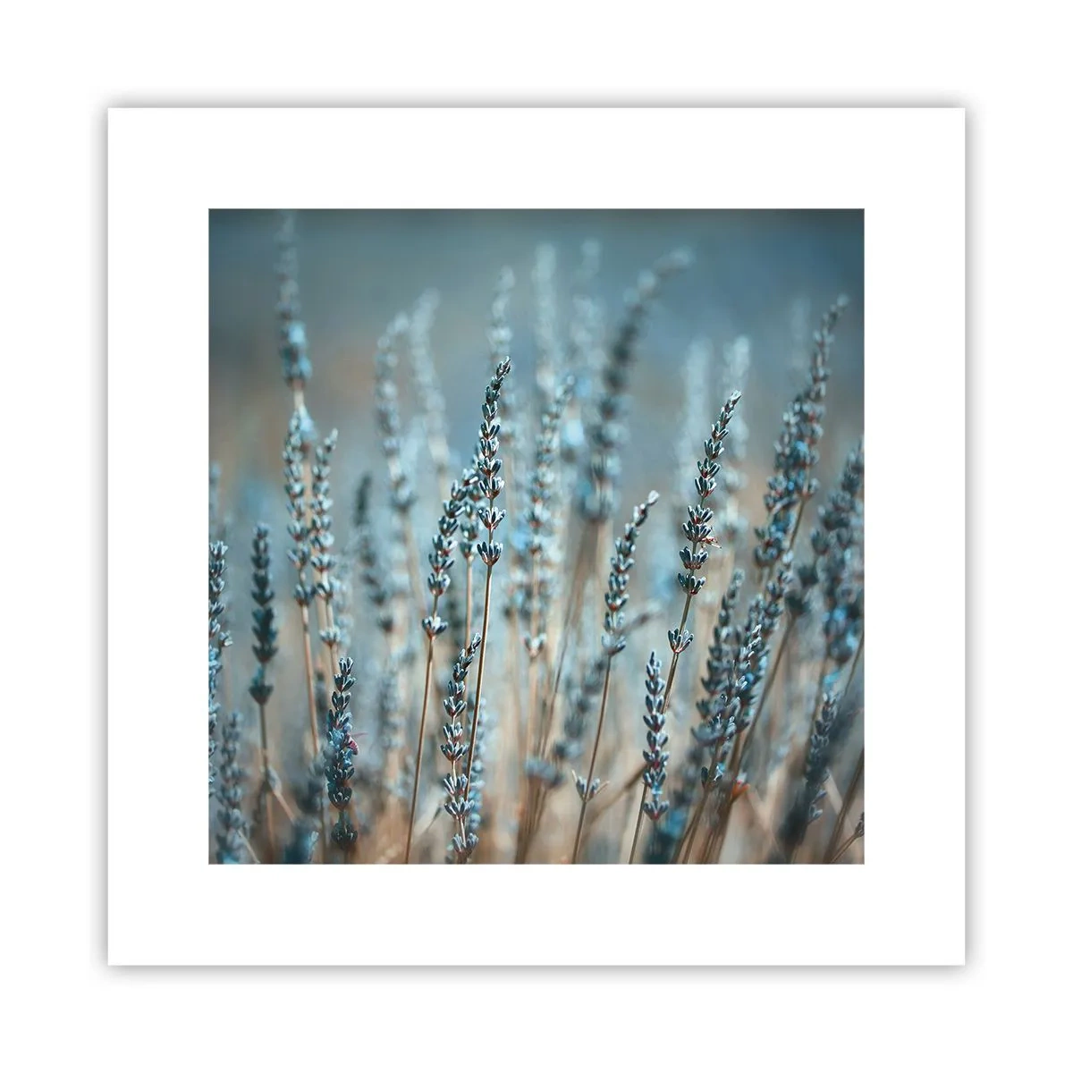 Plakat - Pachnący łan - 30x30 cm