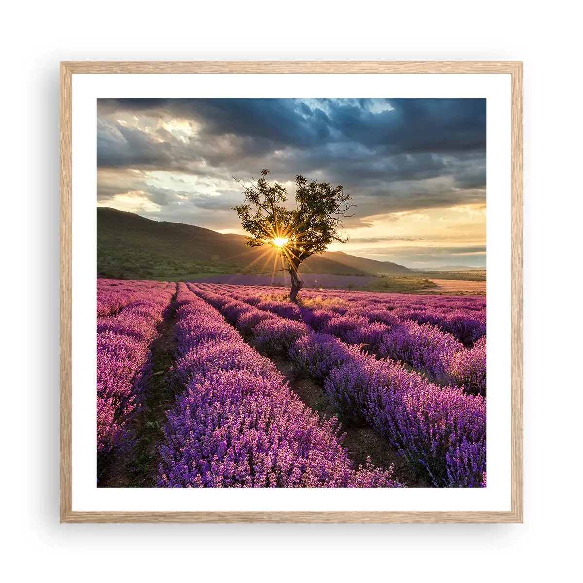 Plakat w ramie jasny dąb - Aromat w kolorze lila - 60x60 cm