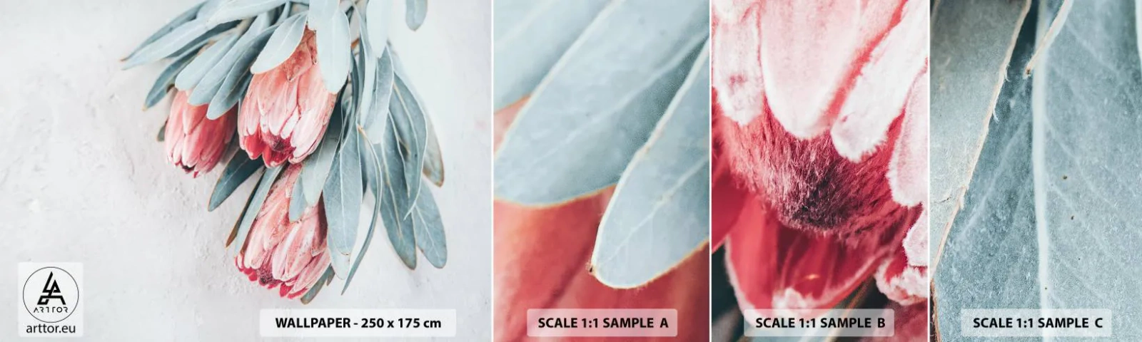 Fototapeta Próbka Standard Eco - Zawstydzone własną urodą - Kwiat, Protea Królewska, Afryka - 100x30 cm