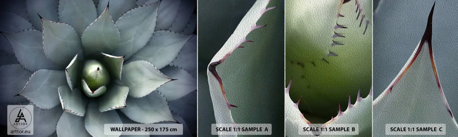 Fototapeta Próbka Premium Sand - Wabi i przestrzega - Kwiat Agawy, Agawa, Egzotyka - 100x30 cm