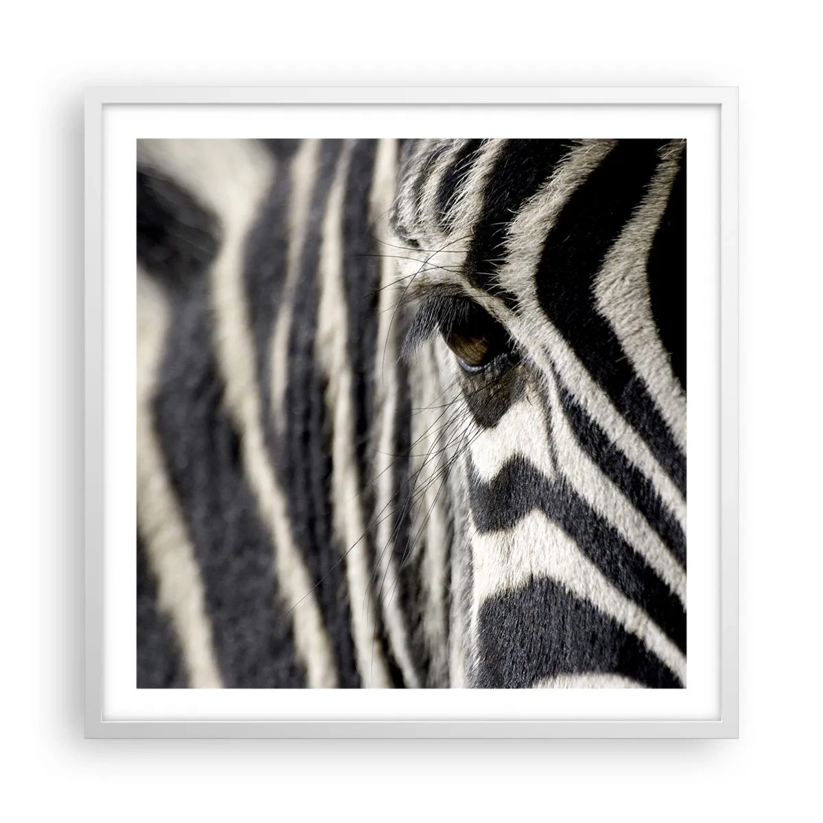 Plakat w białej ramie - Portret w paski - 60x60 cm