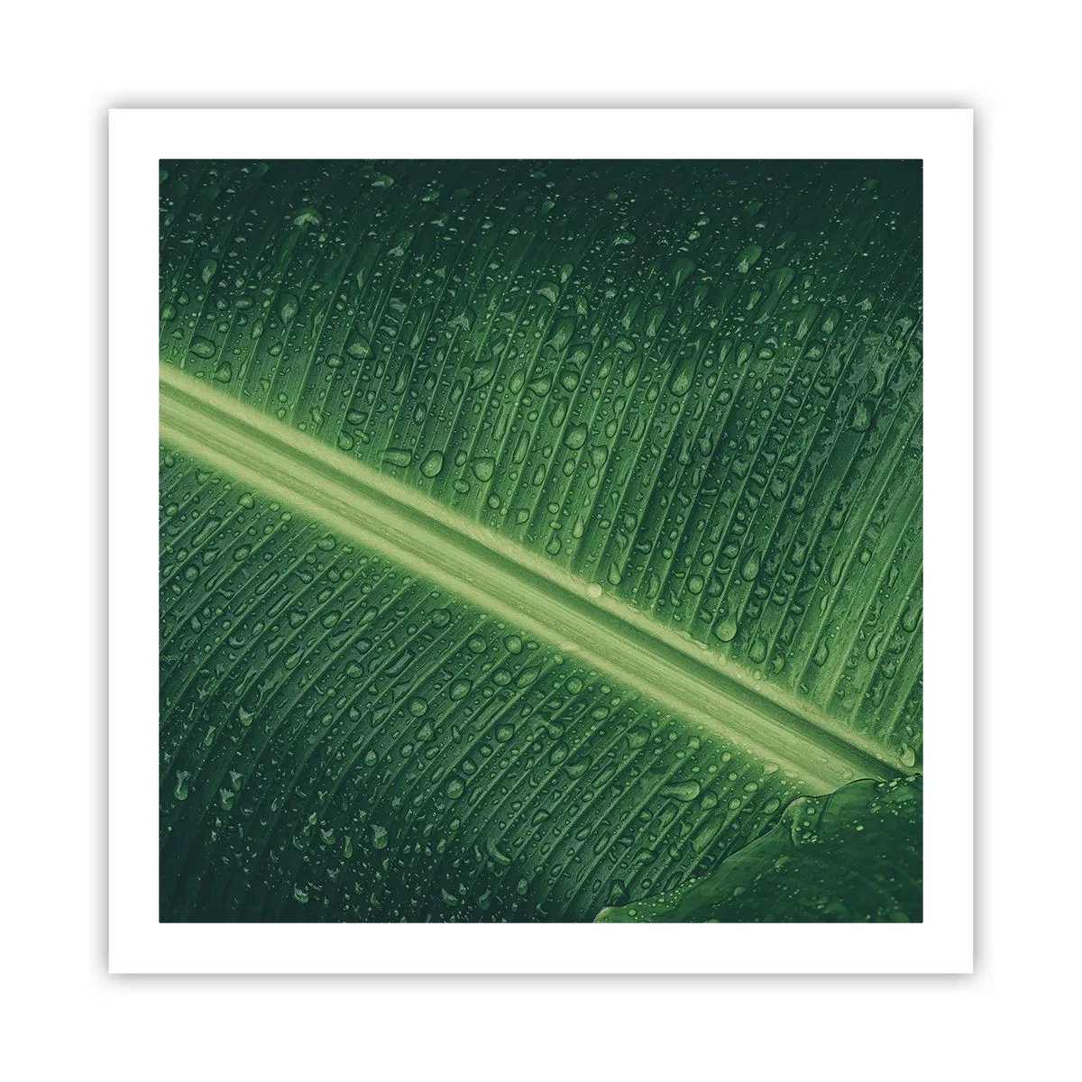 Plakat - Struktura zieleni - 60x60 cm