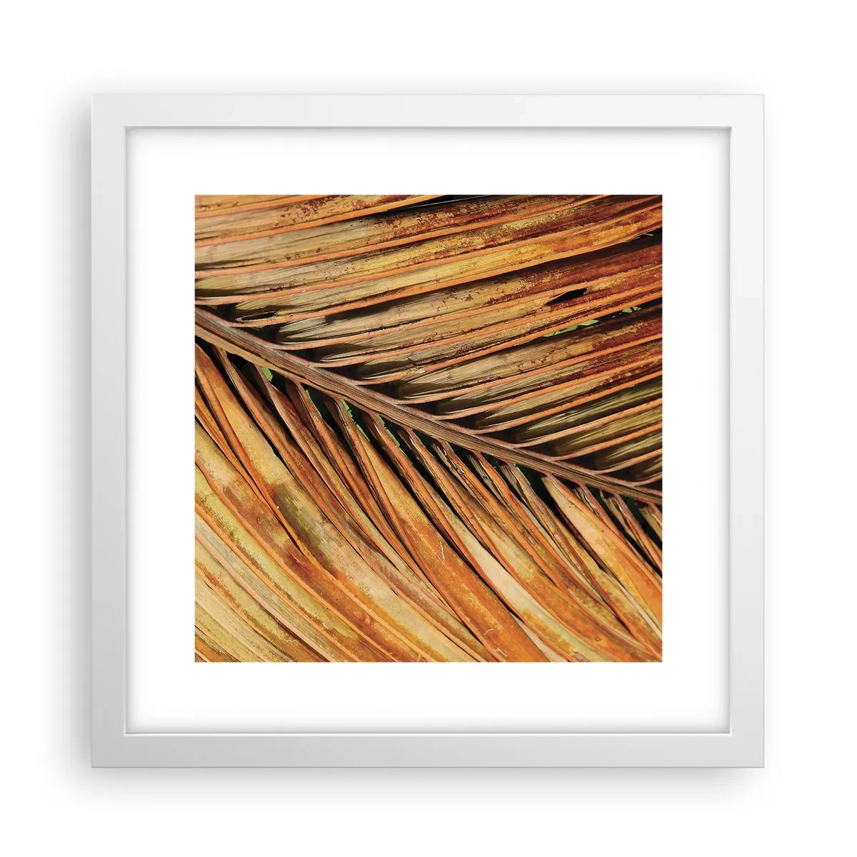 Plakat w białej ramie - Kokosowe złoto - 30x30 cm
