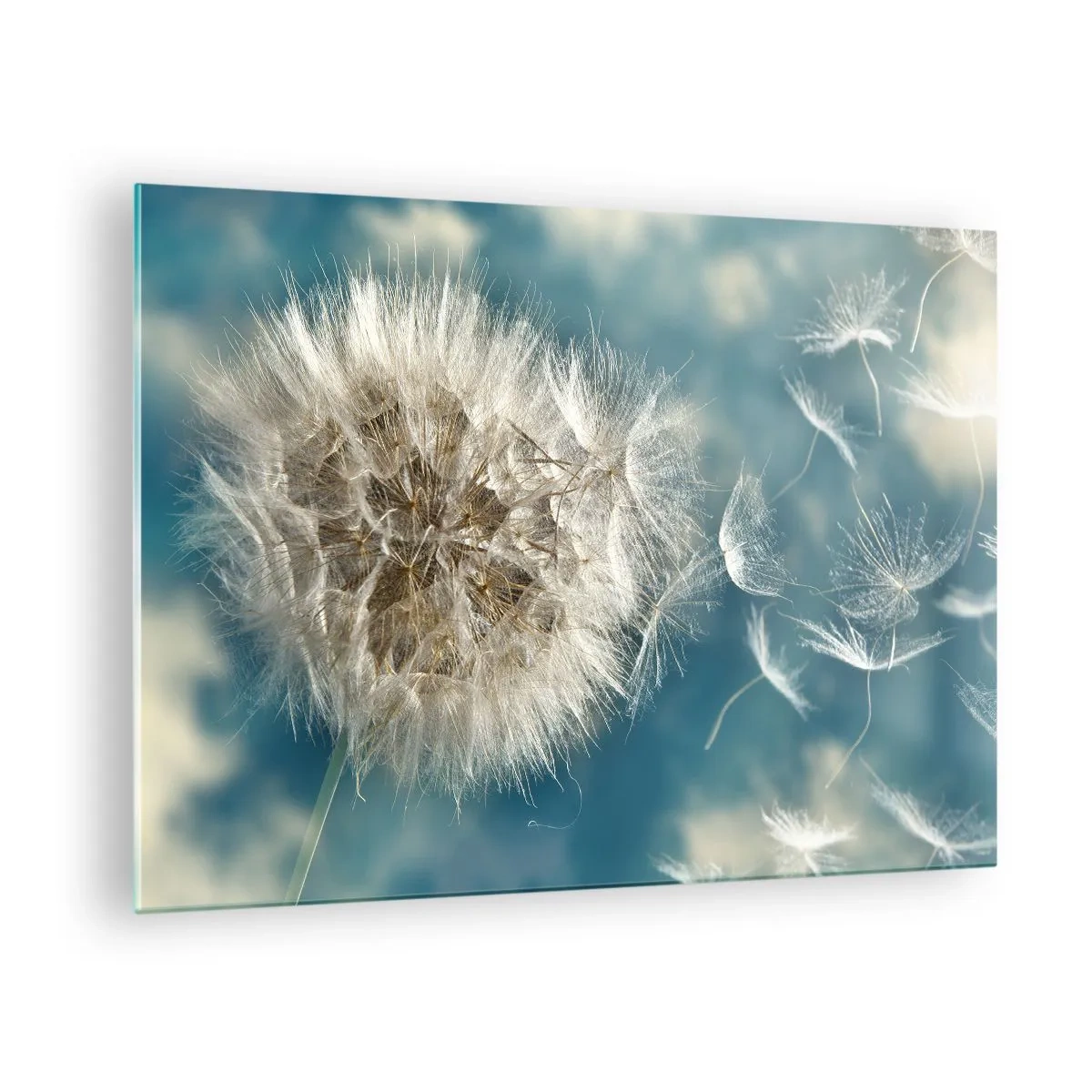 Obraz na szkle - Delikatny dmuchawiec na tle nieba z unoszącymi się nasionami - 70x50cm - Oddech anioła - Nowoczesna dekoracja ścienna do salonu i sypialni ARTTOR