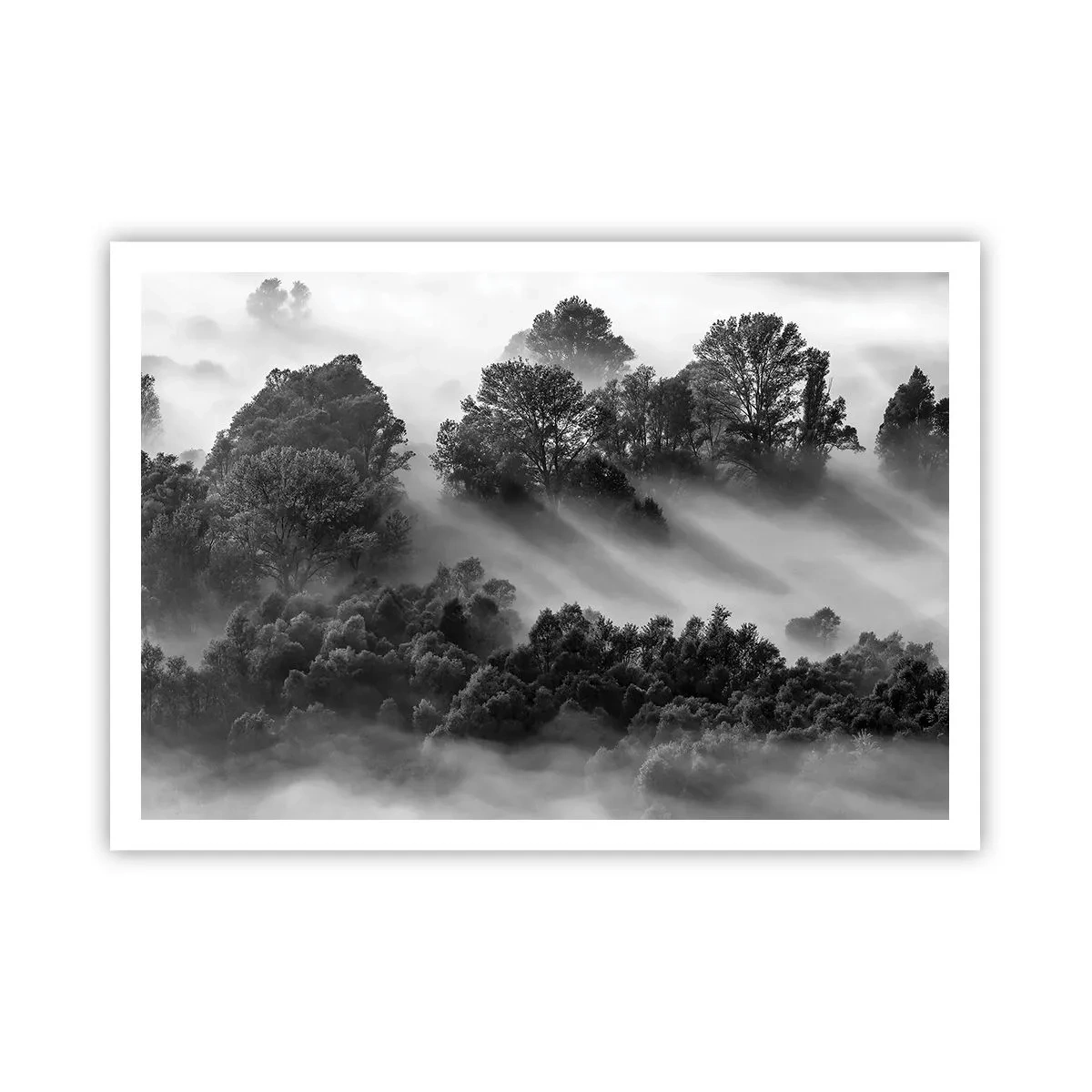 Plakat - Czarno-biały pejzaż lasu w porannej mgle - 100x70cm - Wstający ze snu - Nowoczesna dekoracja ścienna do salonu i sypialni ARTTOR