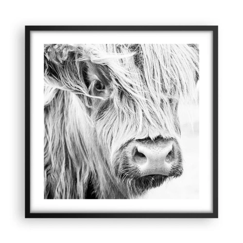 Plakat w czarnej ramie - Szkocka dzikość - 50x50 cm
