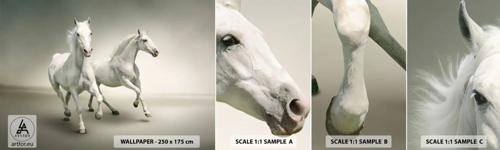 Fototapeta Próbka Standard Eco - White power! - Zwierzęta, Konie, Natura - 100x30 cm