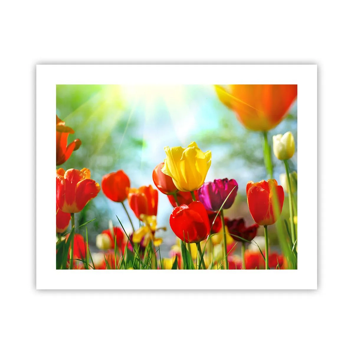 Plakat - Wszystkie barwy słońca - 50x40 cm