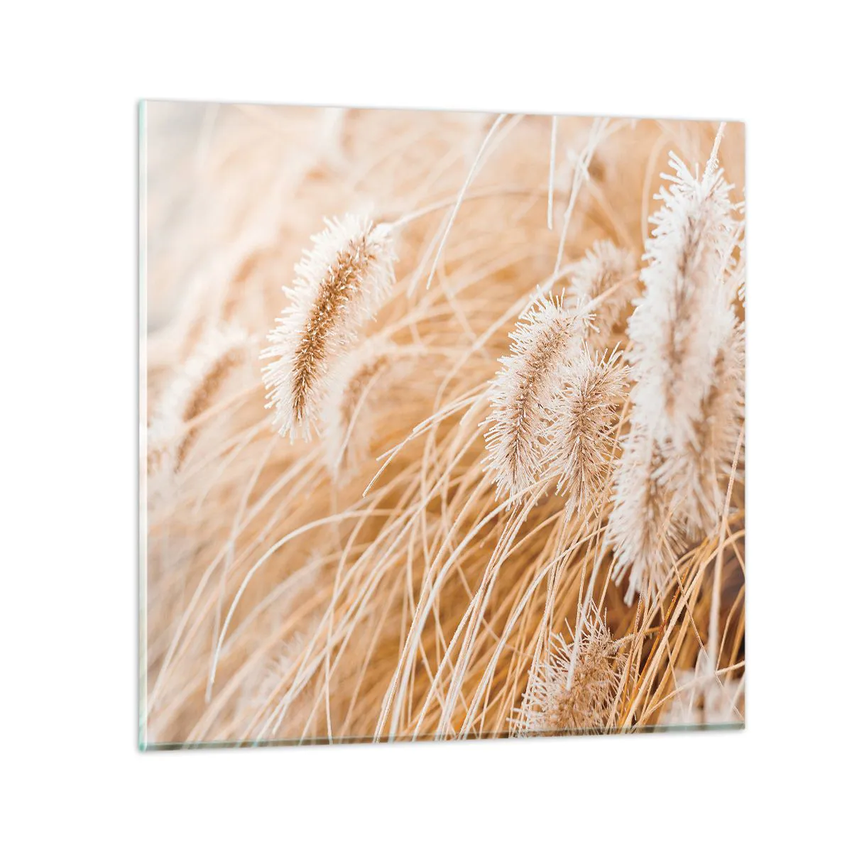 Obraz na szkle - Złoty szelest traw - 60x60 cm