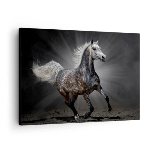 Obraz na płótnie - Szare jest piękne - Biały koń w galopie na ciemnym tle - 70x50cm