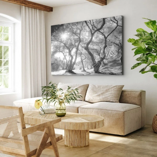 Obraz na płótnie - W oliwnym gaju - Czarno-biały widok na drzewa w oliwnym gaju z promieniami słońca - 70x50cm